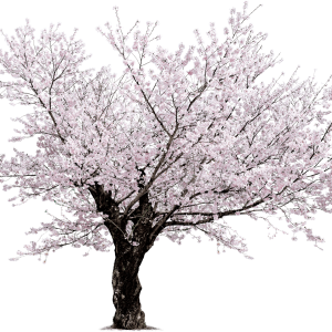 Sakura PNG