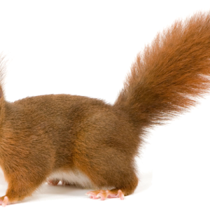 Squirrel PNG