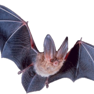 Bat PNG