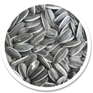 Sunflower seeds PNG