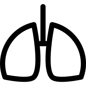 Lungs PNG