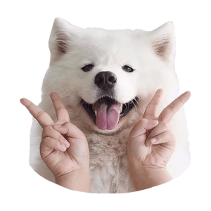 Samoyed PNG