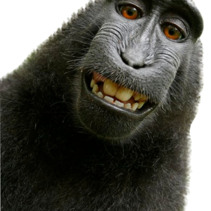 Monkey PNG
