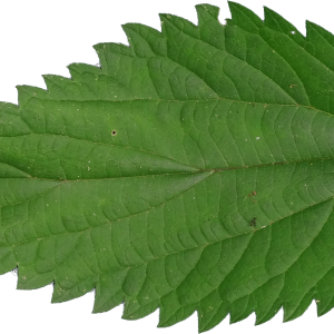 Nettle PNG