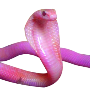 Cobra PNG