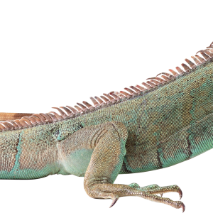Lizard PNG