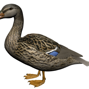 Duck PNG image