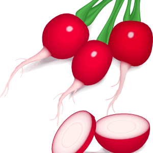 Radish PNG