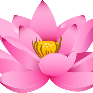 Lotus flower PNG