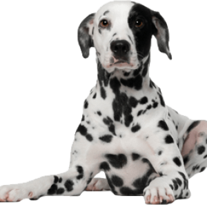 Dalmatian PNG