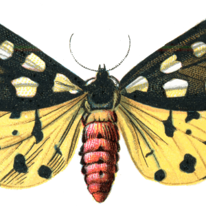 Moth PNG