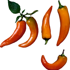 Chili pepper PNG