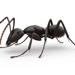 ant PNG