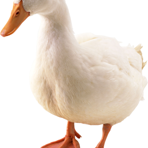Duck PNG image