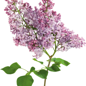 Lilac PNG