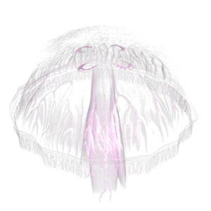 Jellyfish PNG