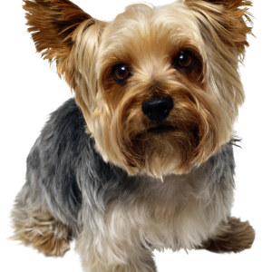 Dog PNG