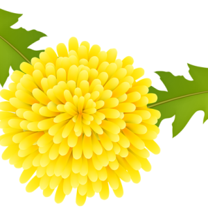 Dandelion PNG