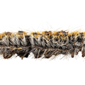 Caterpillar PNG