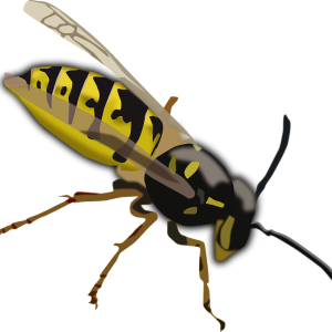 Wasp PNG