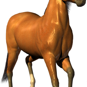 Horse png image