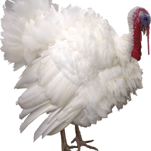 Turkey bird PNG