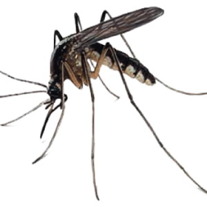 Mosquito PNG