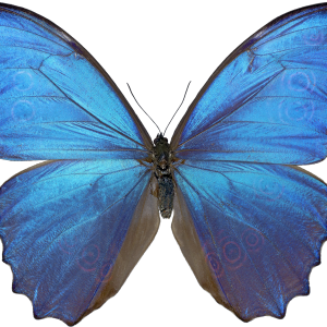 Butterfly PNG image