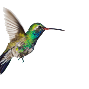 Hummingbird PNG