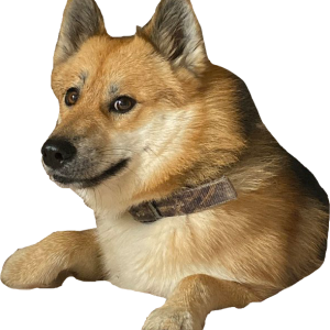Doge (meme) PNG image