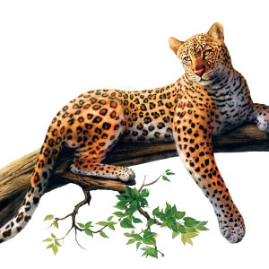 Leopard PNG