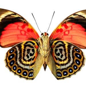 Butterfly PNG image