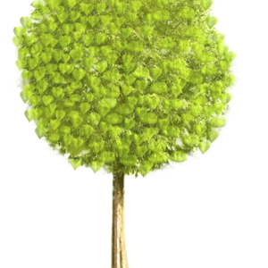 tree PNG