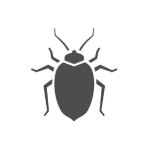 Bed bug PNG