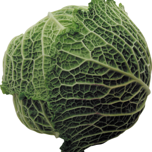 Cabbage PNG image