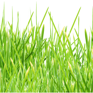 grass png image, green picture