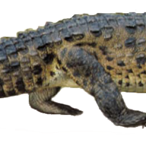 Crocodile PNG