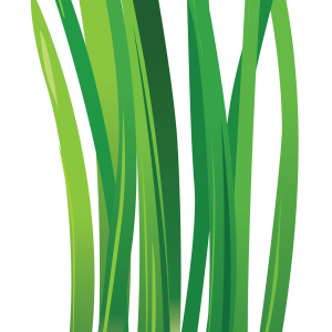 Leek PNG