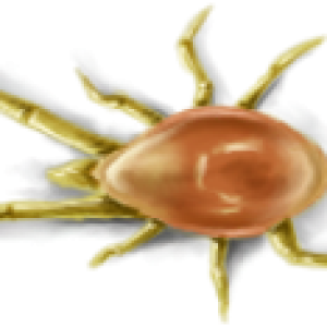 Tick insect PNG
