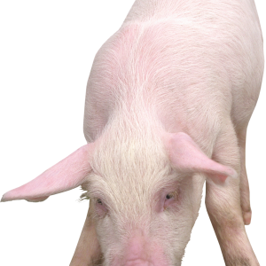 pig PNG image