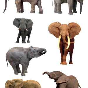 Elephant PNG