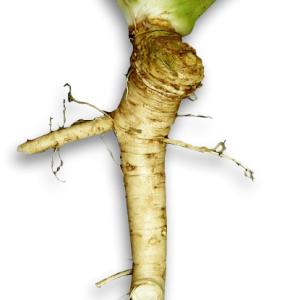 Horseradish PNG
