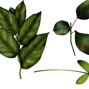 Green leaf PNG