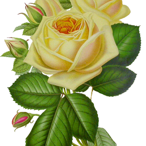 White rose PNG image, flower white rose PNG picture
