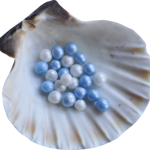 Seashell PNG