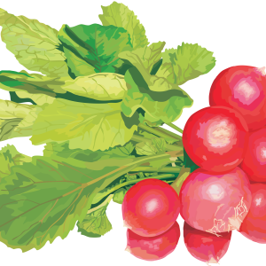 Radish PNG