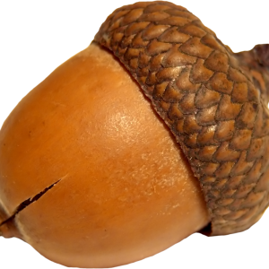 Acorn PNG image