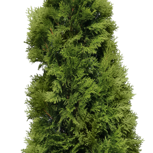Christmas tree PNG
