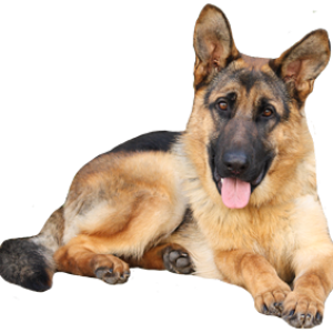 German Shepherd PNG