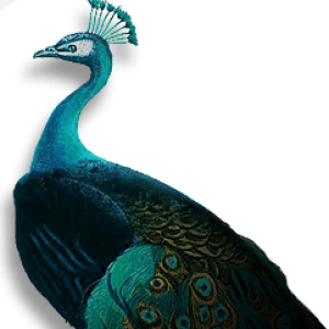Peacock PNG